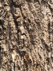closeup tree bark texture background
