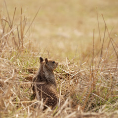 Ground Squirrel