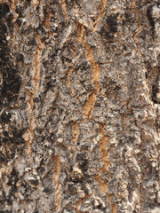 closeup tree bark texture background