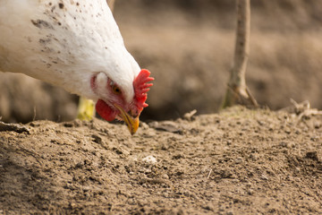 Chick, chicken, rooster poultry concept. High resolution image.
