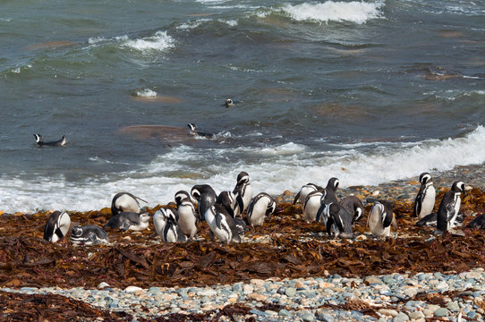Wild magellanic penguins clean on the shore