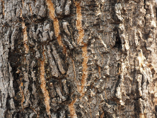 closeup tree bark texture background