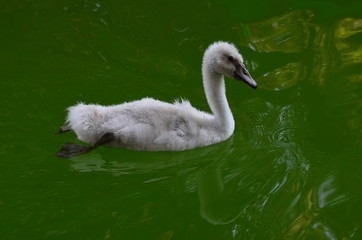 Little baby swan on the green water