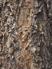 closeup tree bark texture background