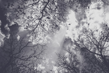 Tree branches during winter silhouette against the sky, Dark vintage style