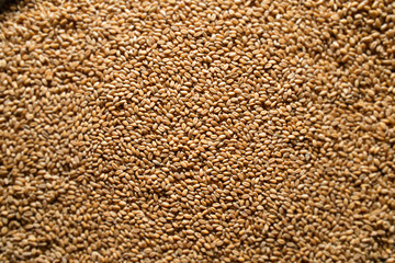 Seed of wheat. Processed organic wheat grains as agricultural background