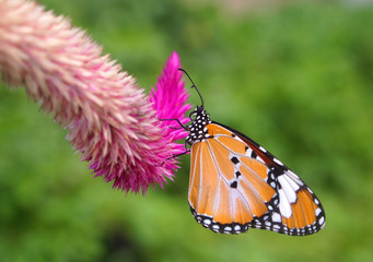 Monarch butterfly