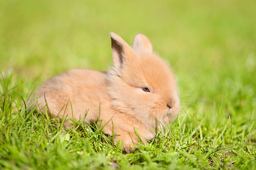 Fototapeta premium Baby rabbit in the green grass