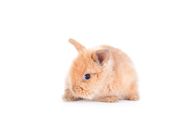 Obraz premium Baby rabbit isolated on white