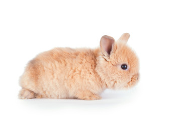 Baby rabbit isolated on white