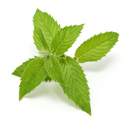 Mint leaves isolated on white background