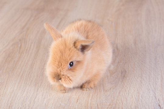 Baby rabbit on wooden background