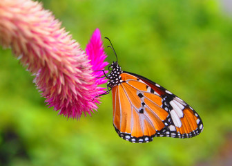 Monarch butterfly