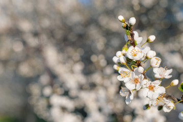 Flowering blossoms. Spring background.