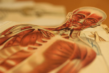 Eine anatomische Darstellung des menschlichen Körpers aus einem Heilkundebuch von 1900