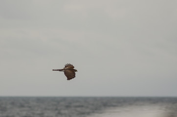 Falcon flies around the ship