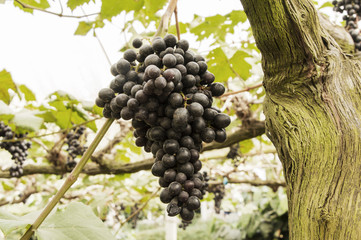 ripe grape as element health feeding
