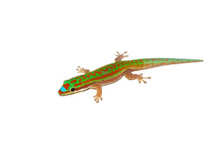 Day gecko isolated on white