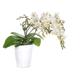 white orchids in pot