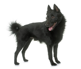 young Schipperke dog