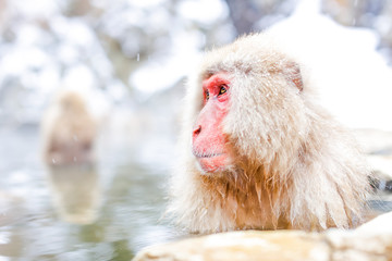 Japanese snow monkey bathing in hot spring
