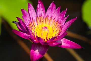 A purple Lotus flower