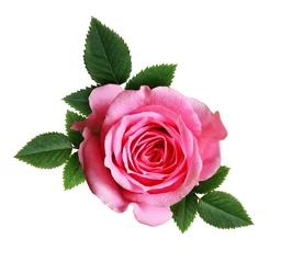 Selbstklebende Fototapeten Pink rose flower © Ortis