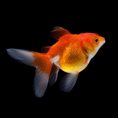 goldfish isolated on black background