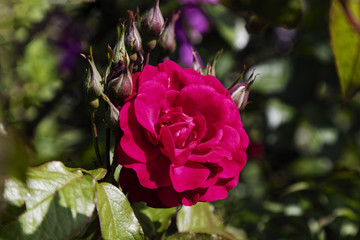 Deep red Rose growing in the sunlight.
