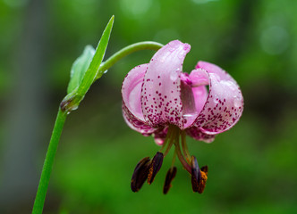 Purple wild Lily after the rain