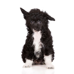 adorable black and white chinese crested puppy