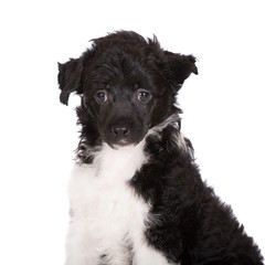 chinese crested puppy portrait