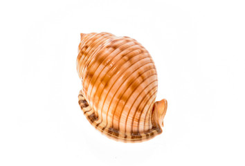 Helmet sea shell - Galeodea echinophora. Empty house of sea snai