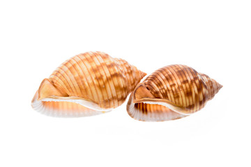 Two Helmet sea shells - Galeodea echinophora. Empty house of sea