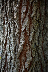 Fototapeta premium old tree bark