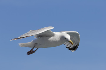 Close up of a Common Gull hovering against a blue sky