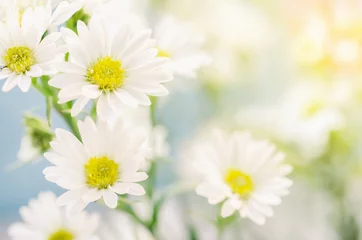 Photo sur Aluminium Marguerites white daisy flowers