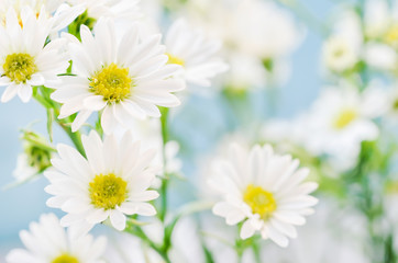 Obraz na płótnie Canvas white daisy flowers