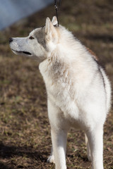 Husky on the walk. Photo of a beautiful animal