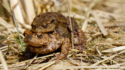 Erdkröten ( Bufo bufo ) bei der Paarung im und am Teich
