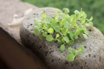 Nursery seedlings Hydroponics