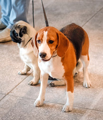 NIZHNY NOVGOROD, RUSSIA - JULY 14, 2013:  Outdoor exhibition of dogs of different breeds. Beagle dog close up