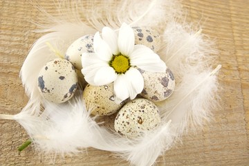Fototapeta na wymiar Group easter quail eggs on wooden plank with feathers