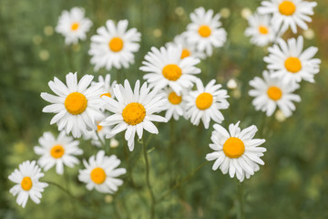 Chamomile flowers garden