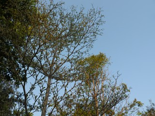 Treetop