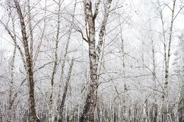Fototapeta na wymiar Birch trees covered with hoarfrost