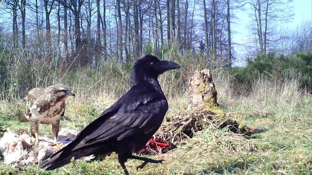 Kolkrabe und M&auml;usebussard am Aas 