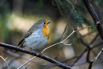 robin
