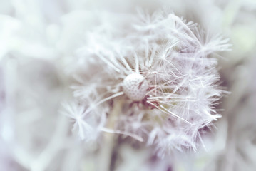 Dandelion close up on natural background