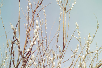 Spring willow branches with buds on blur background in retro tone